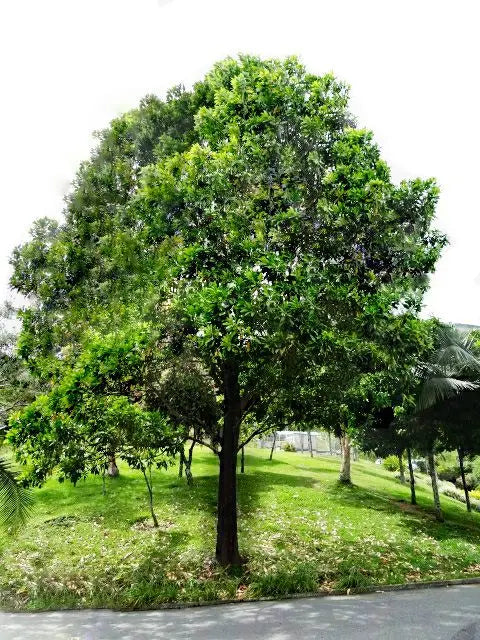 Black Locust