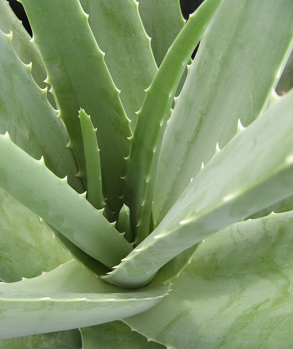Aloe Vera