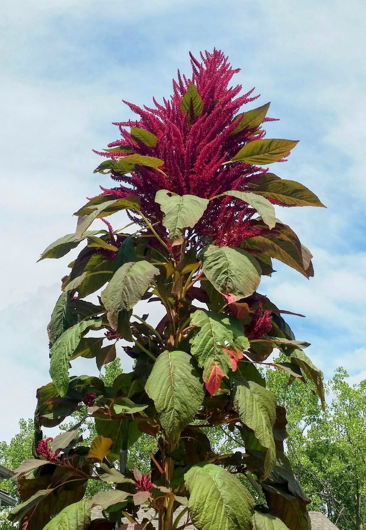 Amaranth