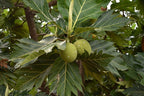 Árbol del pan