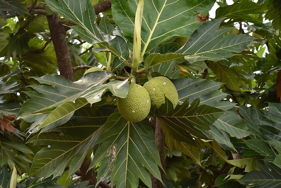 Árbol del pan