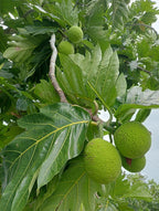Árbol del pan
