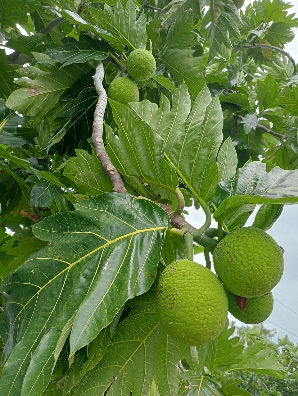 Árbol del pan