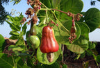 Anacardo