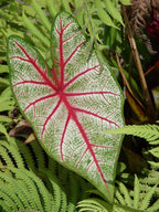 Caladium