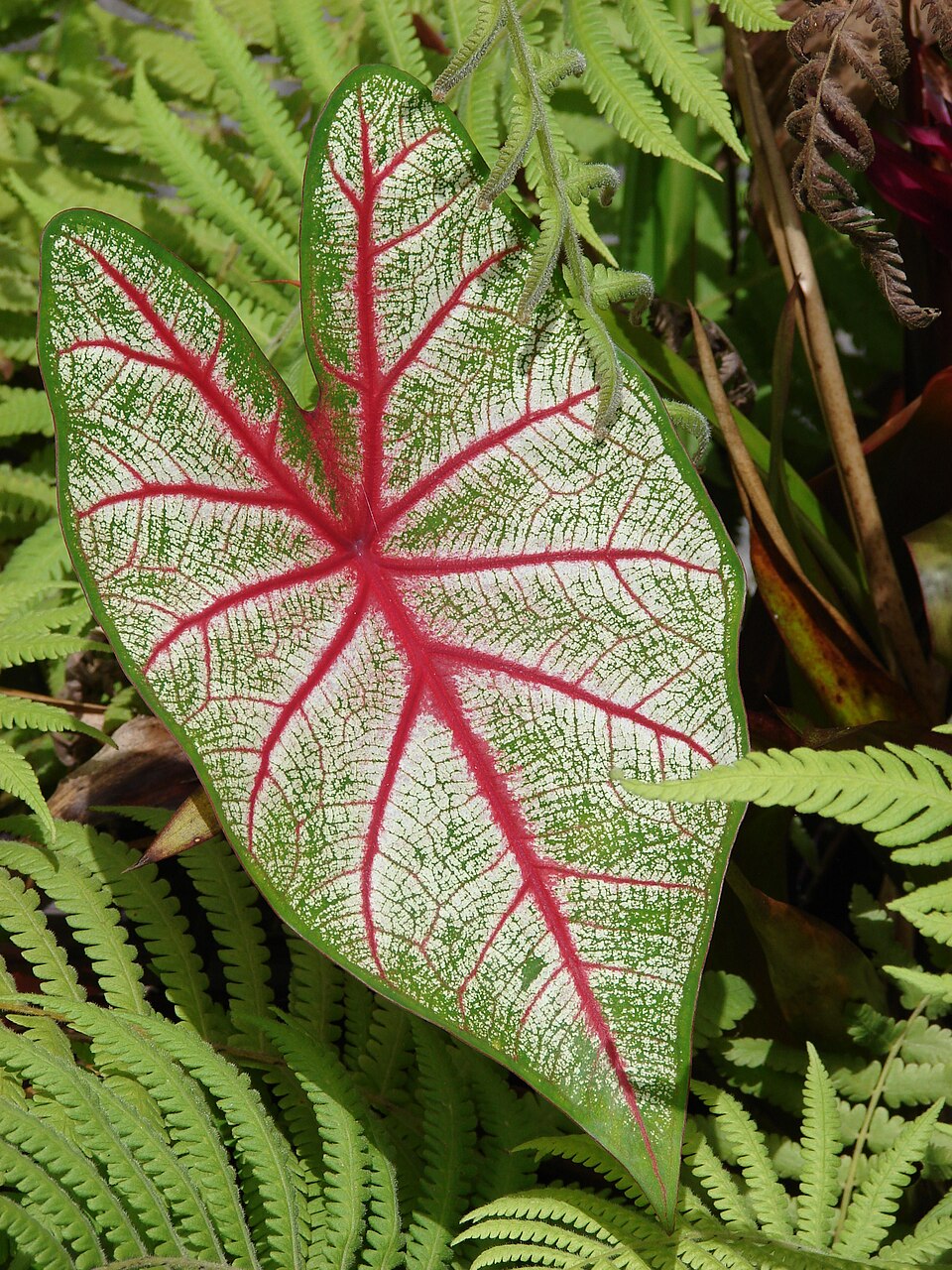 Caladium