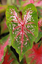 Caladium