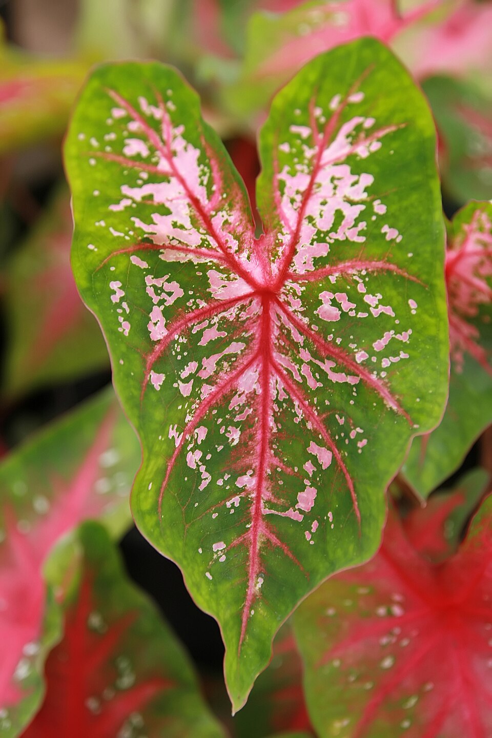 Caladium
