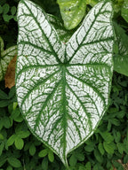 Caladium