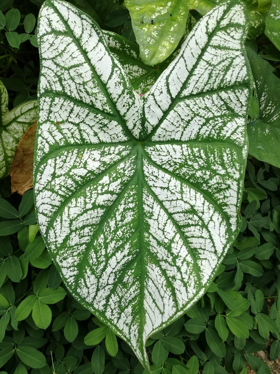 Caladium