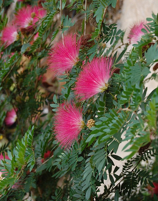 Calliandra / Niño azote