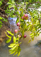 Camu camu