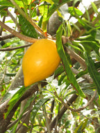 Canistel