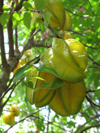 Carambola