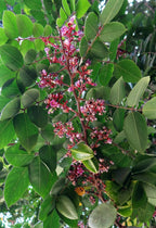 Carambola