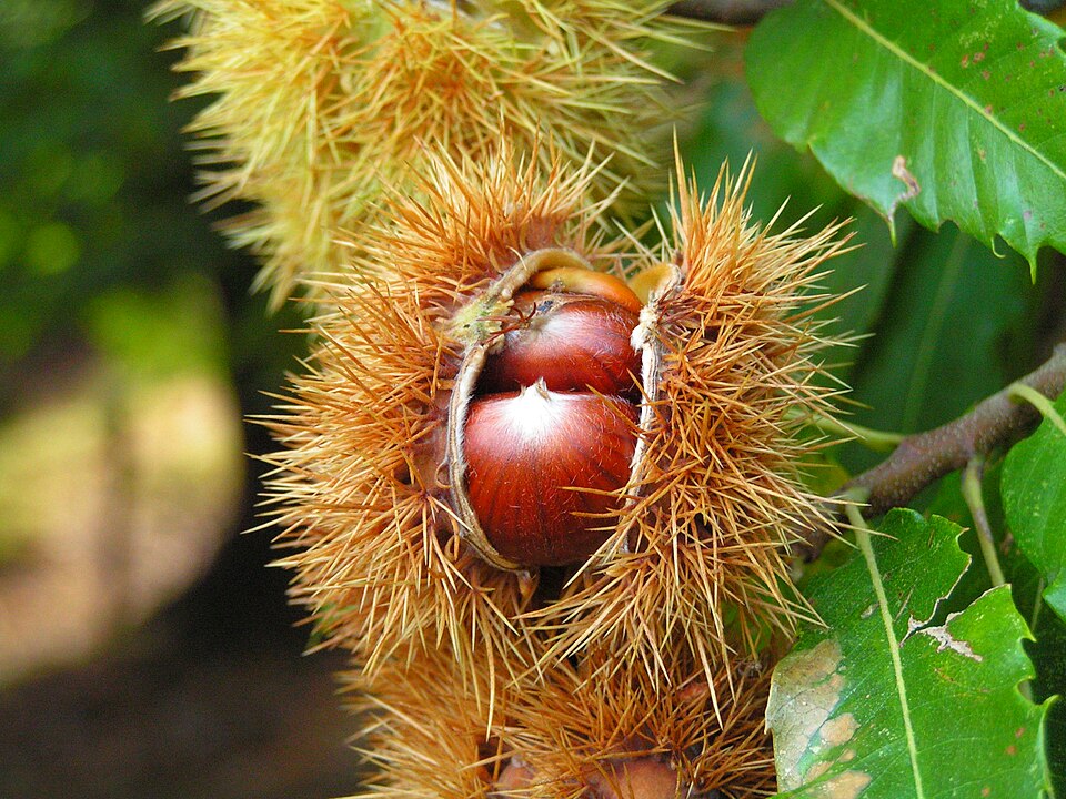 Castaño dulce