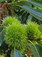 Castaño dulce