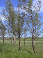 Casuarina