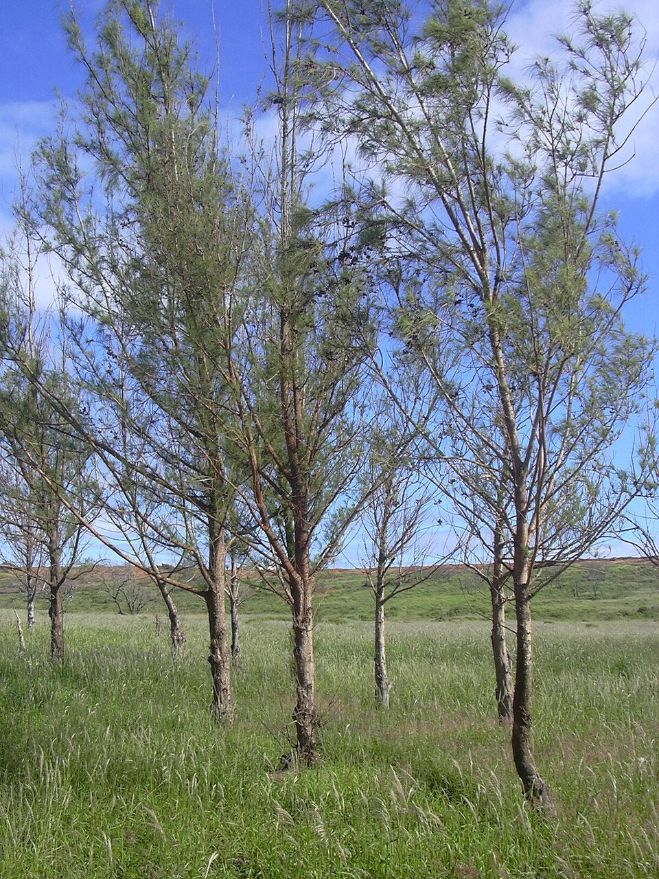 Kasuarinabaum