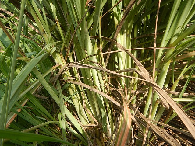 Thai Lemongrass