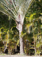 Triangle palm