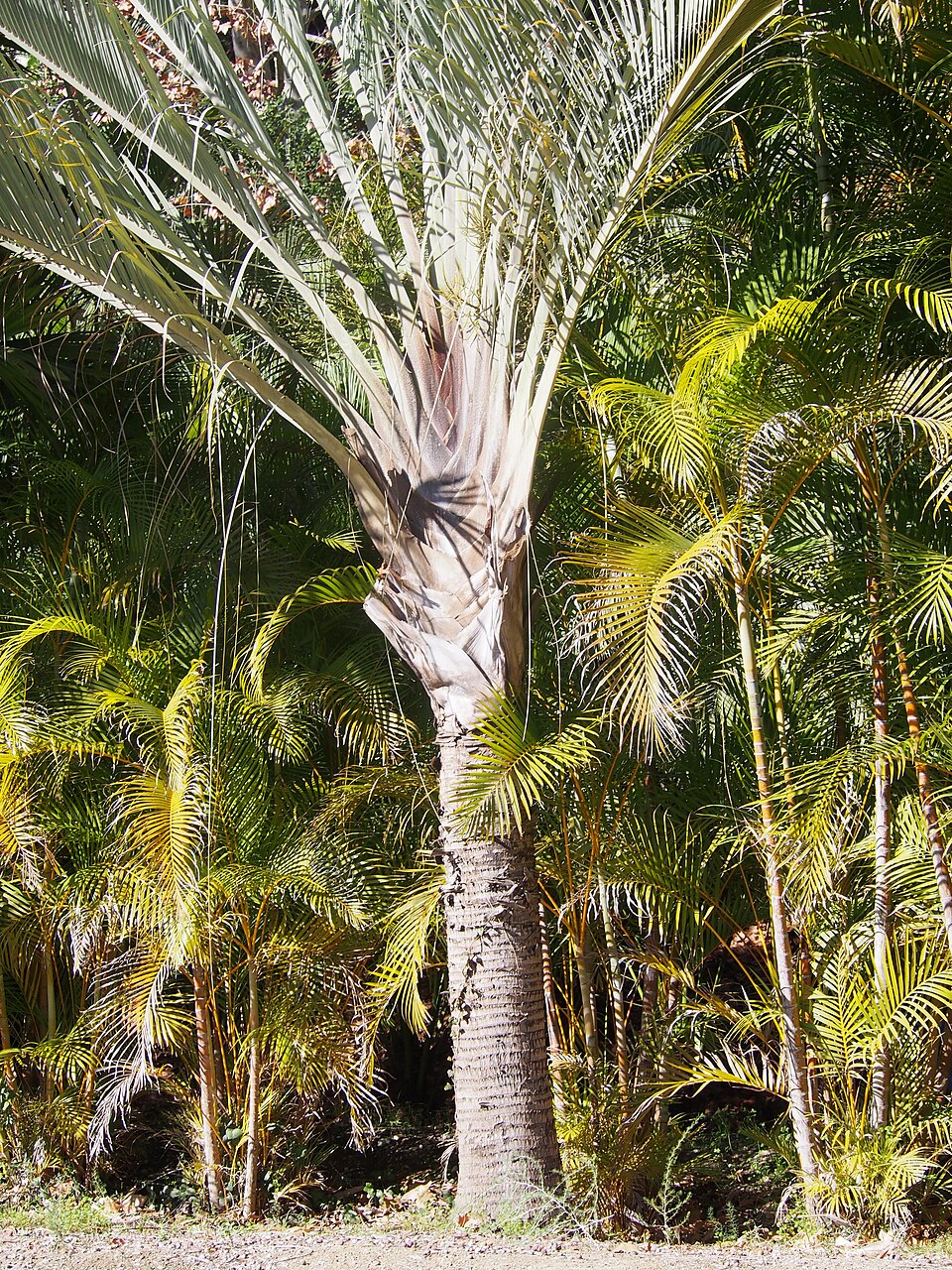 Triangle palm