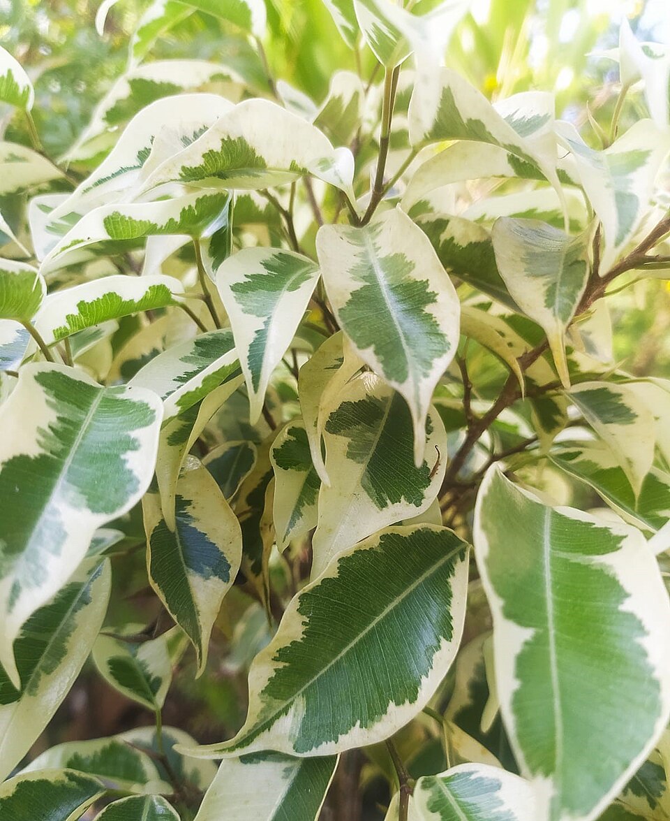 Ficus Benjamina
