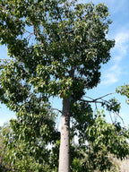 Árbol botella australiano