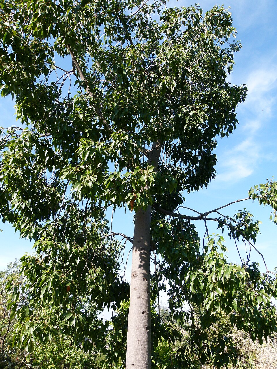 Árbol botella australiano
