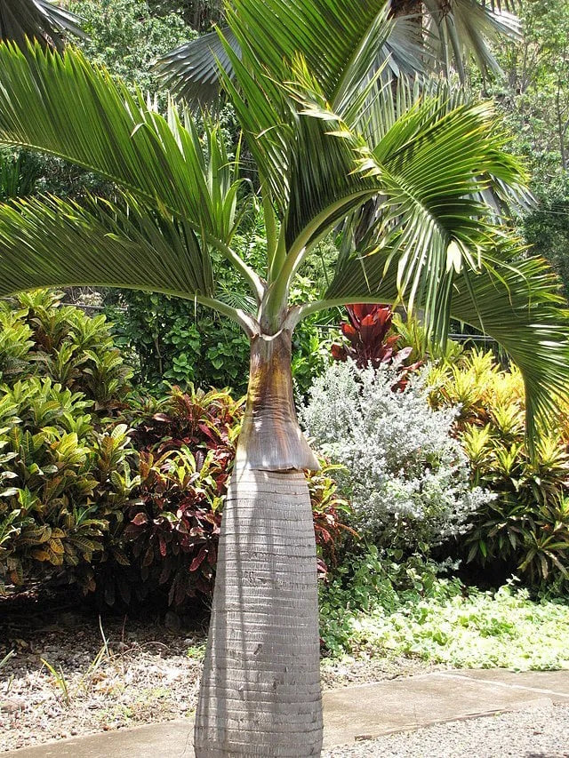 Palma botella