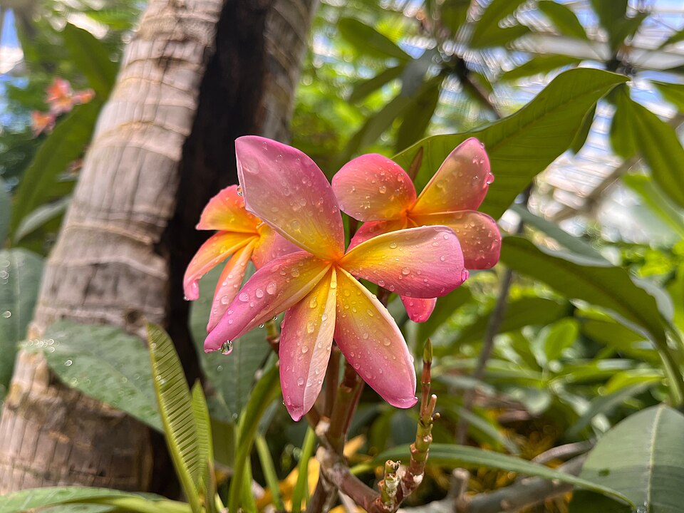 Frangipani