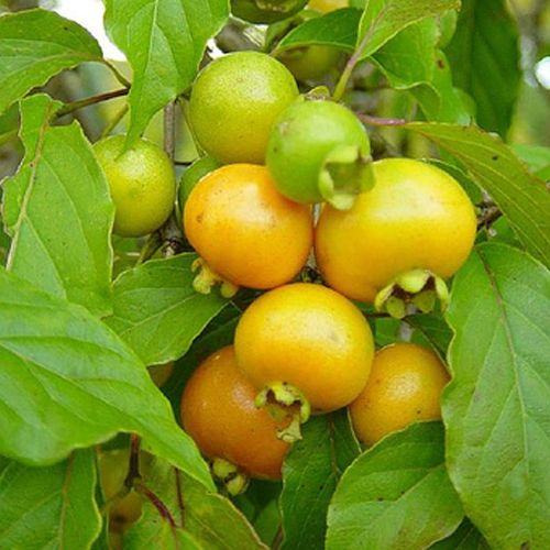Guavirá