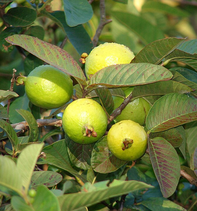 Guava