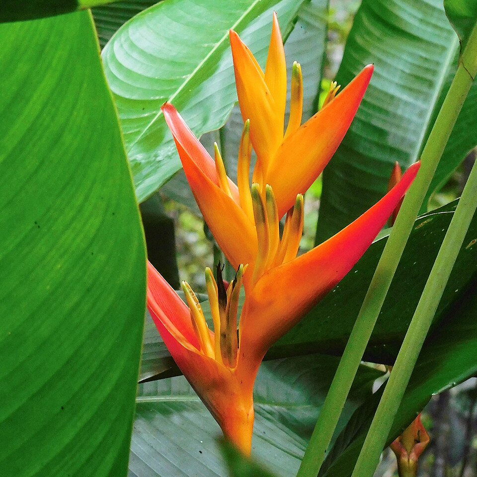 Heliconia psittacorum