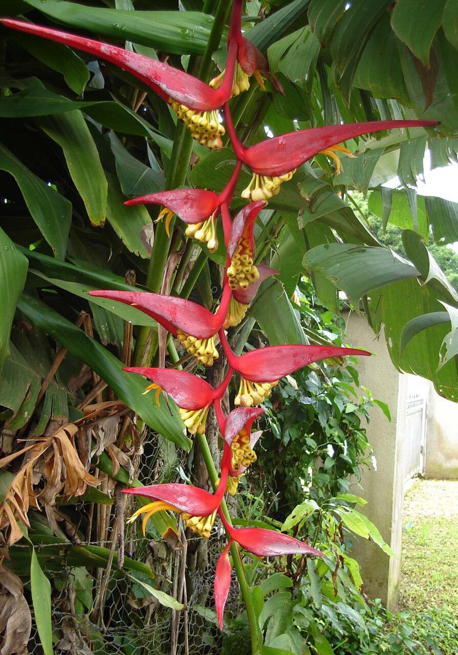 Helikonie collinsiana