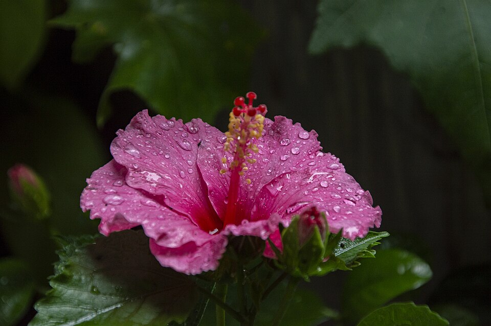 Hibisco