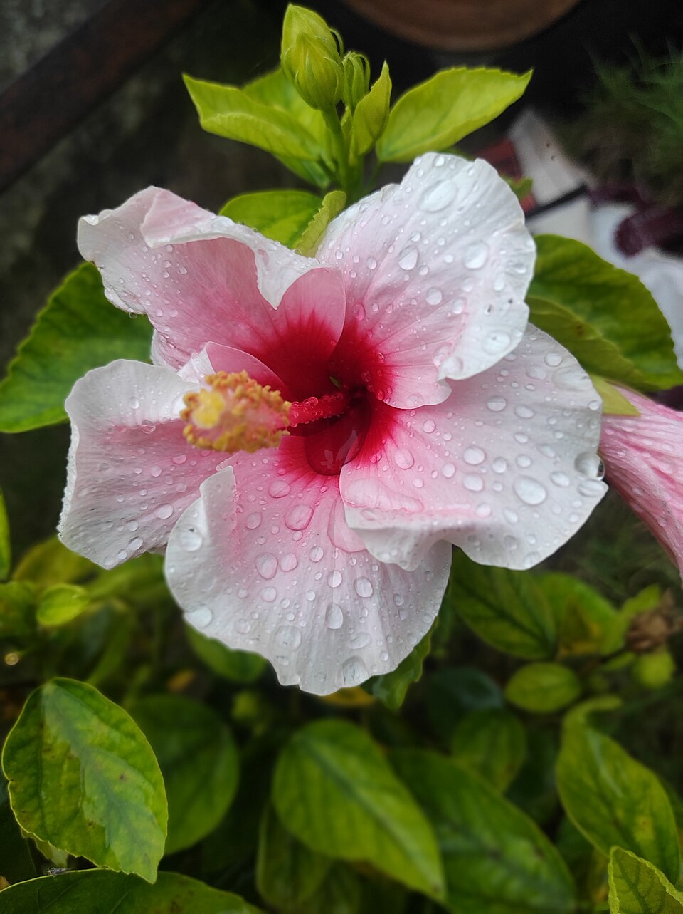 Hibisco