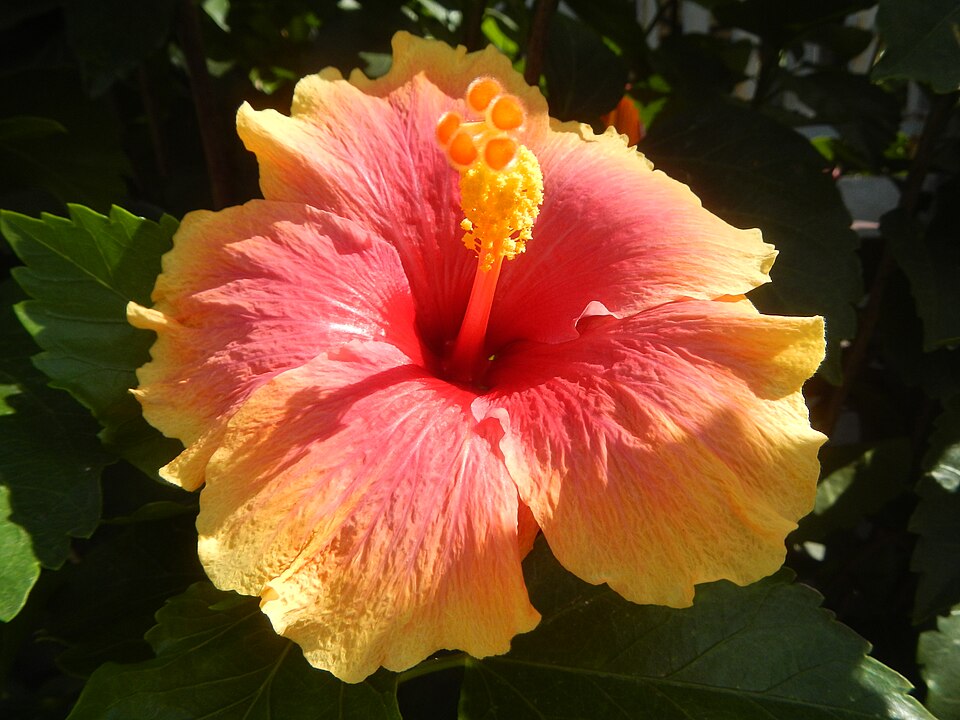 Hibisco