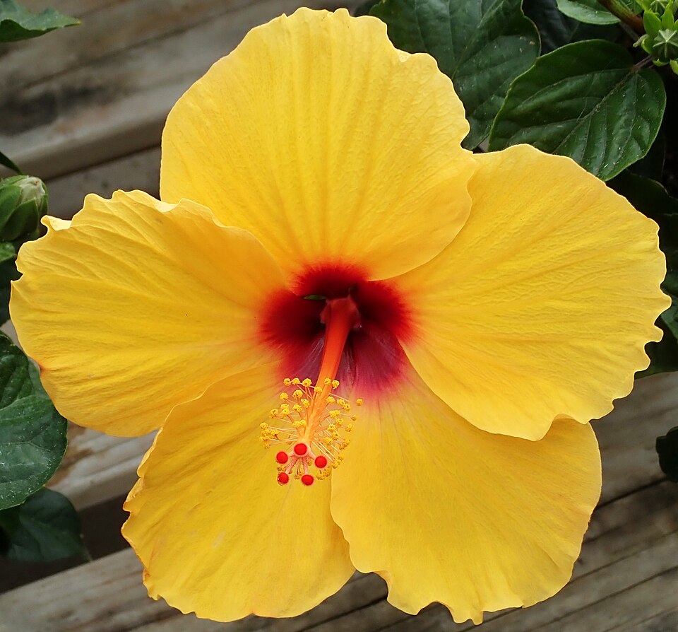 Hibisco