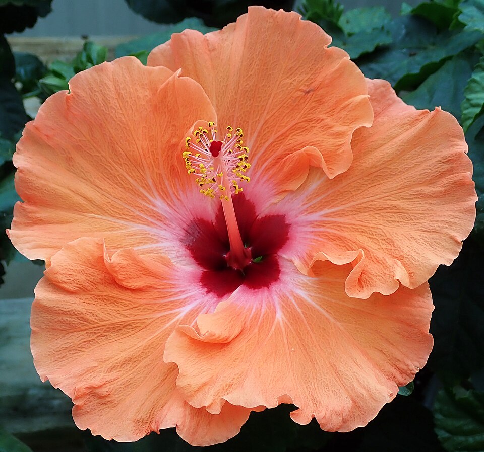 Hibisco
