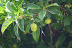 Indischer Rosenapfel