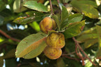 Indischer Rosenapfel
