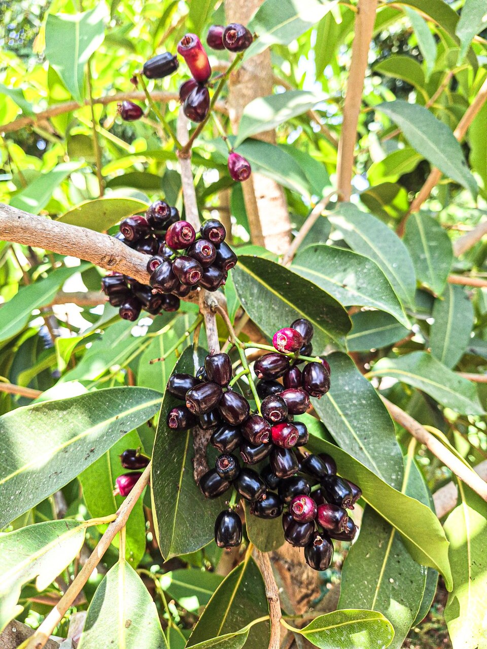 Jambolanapflaume