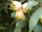 Manzana de Java