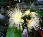 Manzana de Java