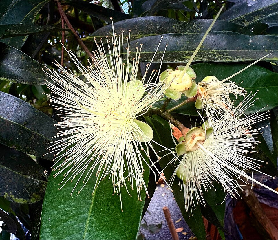 Manzana de Java