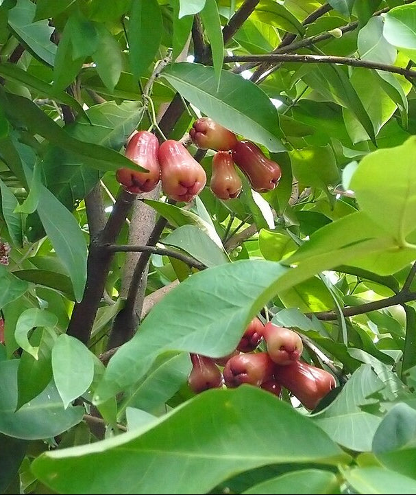 Manzana de Java