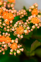 Kalanchoe
