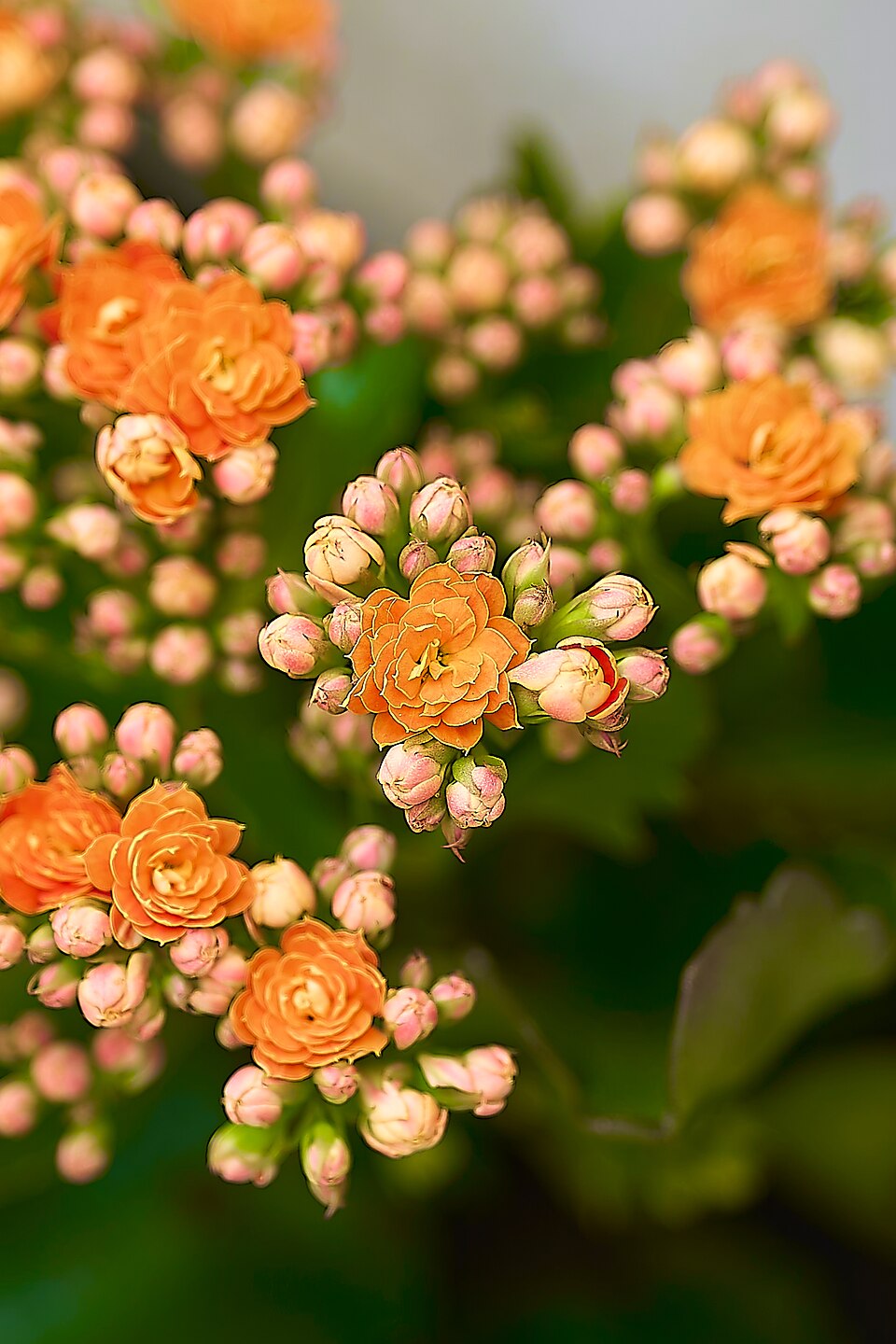 Kalanchoe