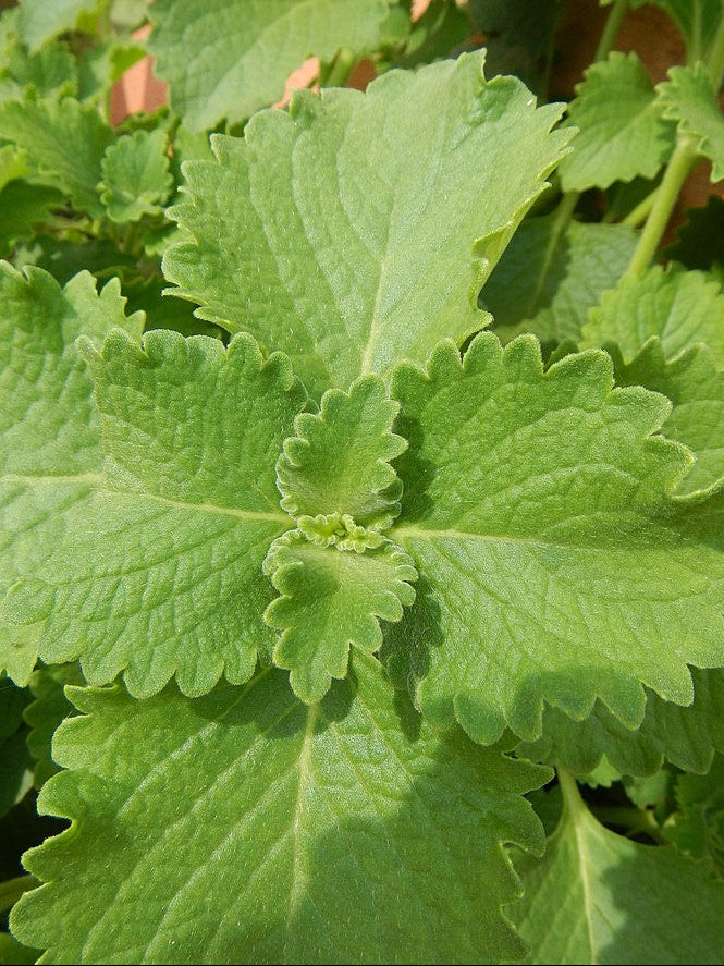 Kubanischer Oregano